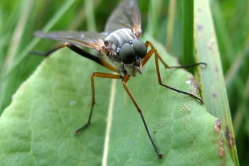 Réf. 186 803 : Rhagio conspicuus